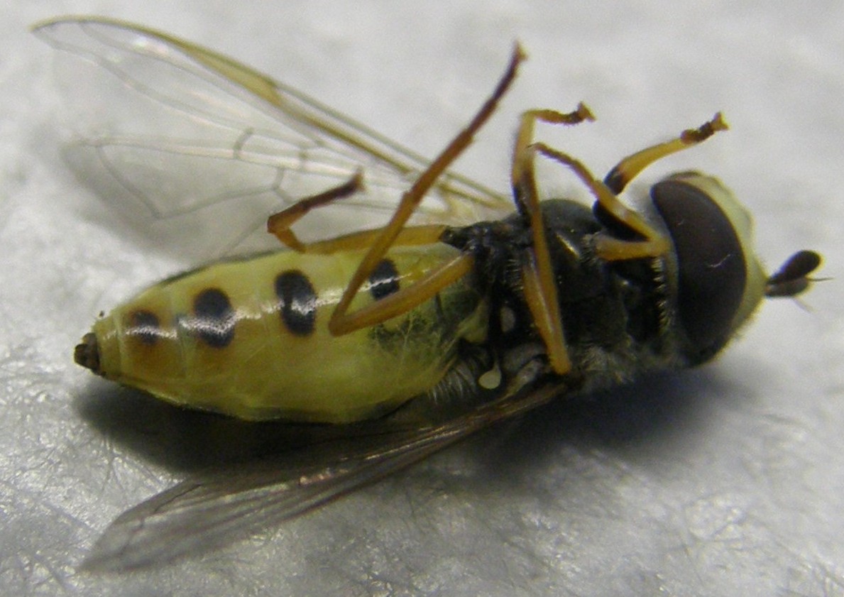 Syrphidae: Eupeodes corollae