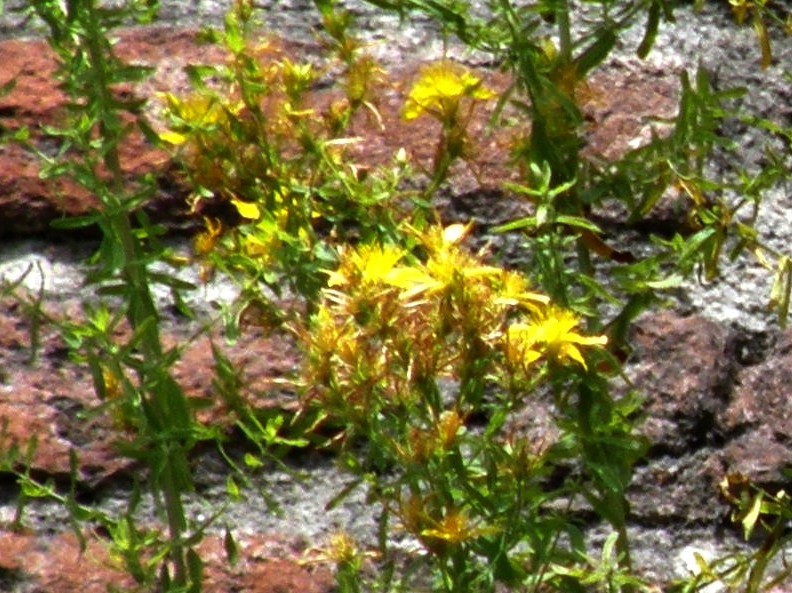 Hypericum perforatum in cima alle mura spagnole