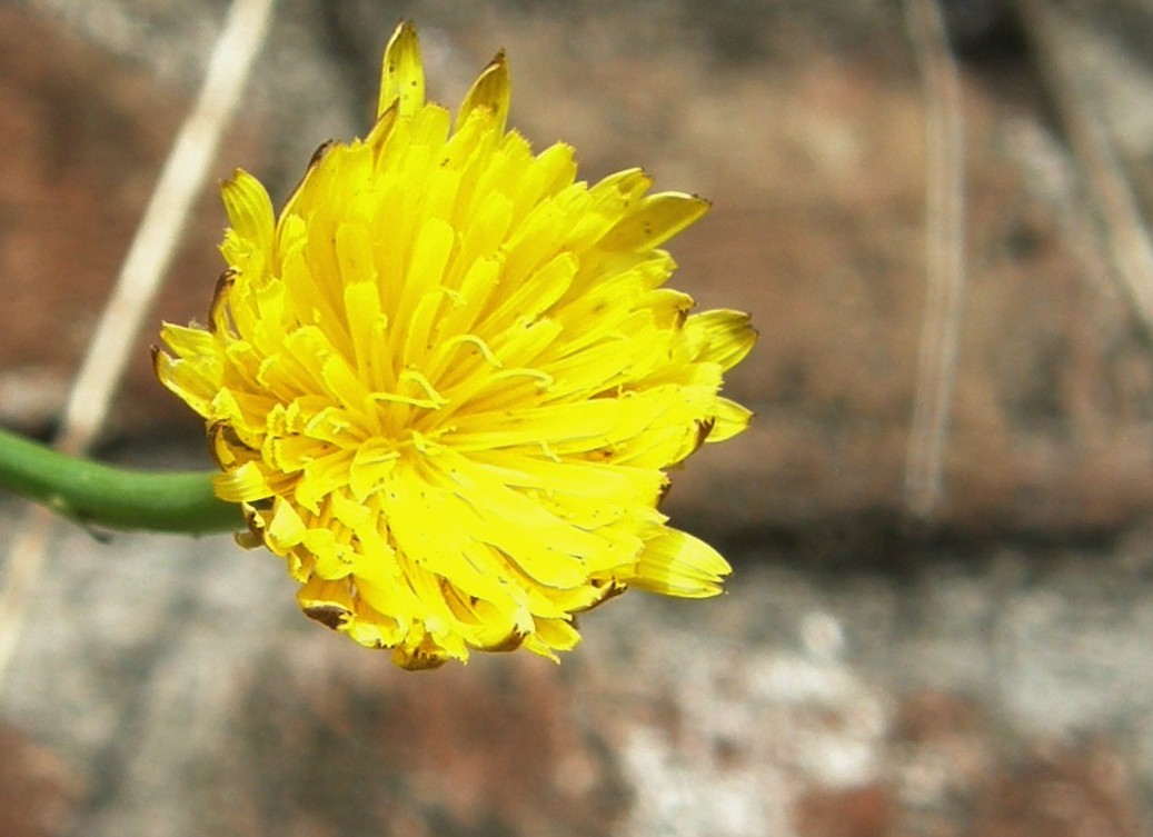 Hypochaeris radicata