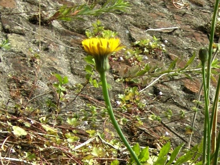 Hypochaeris radicata