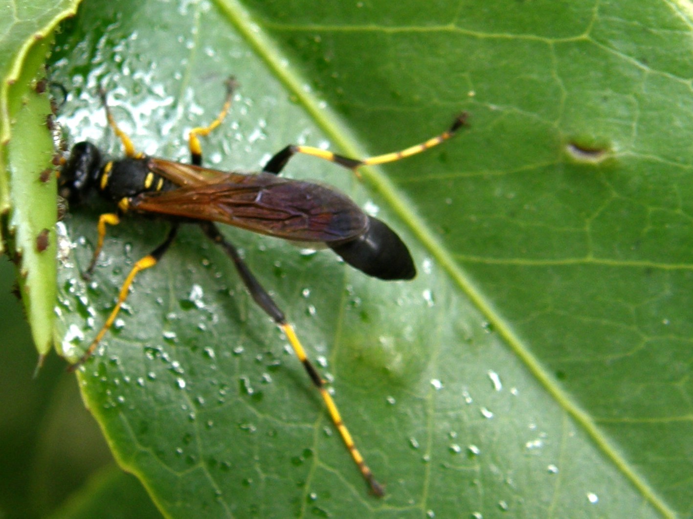 Sceliphron caementarium