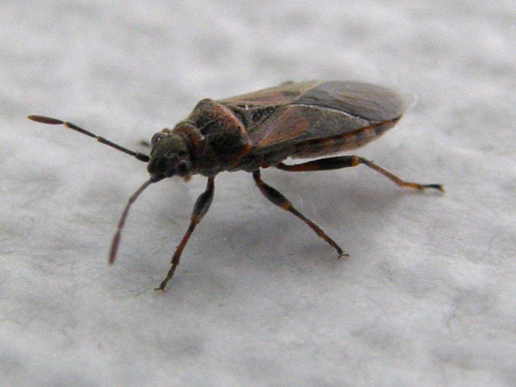 Arocatus melanocephalus