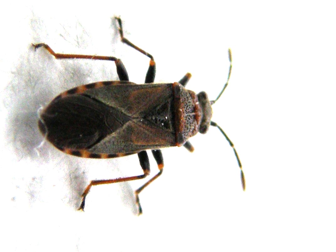 Arocatus melanocephalus