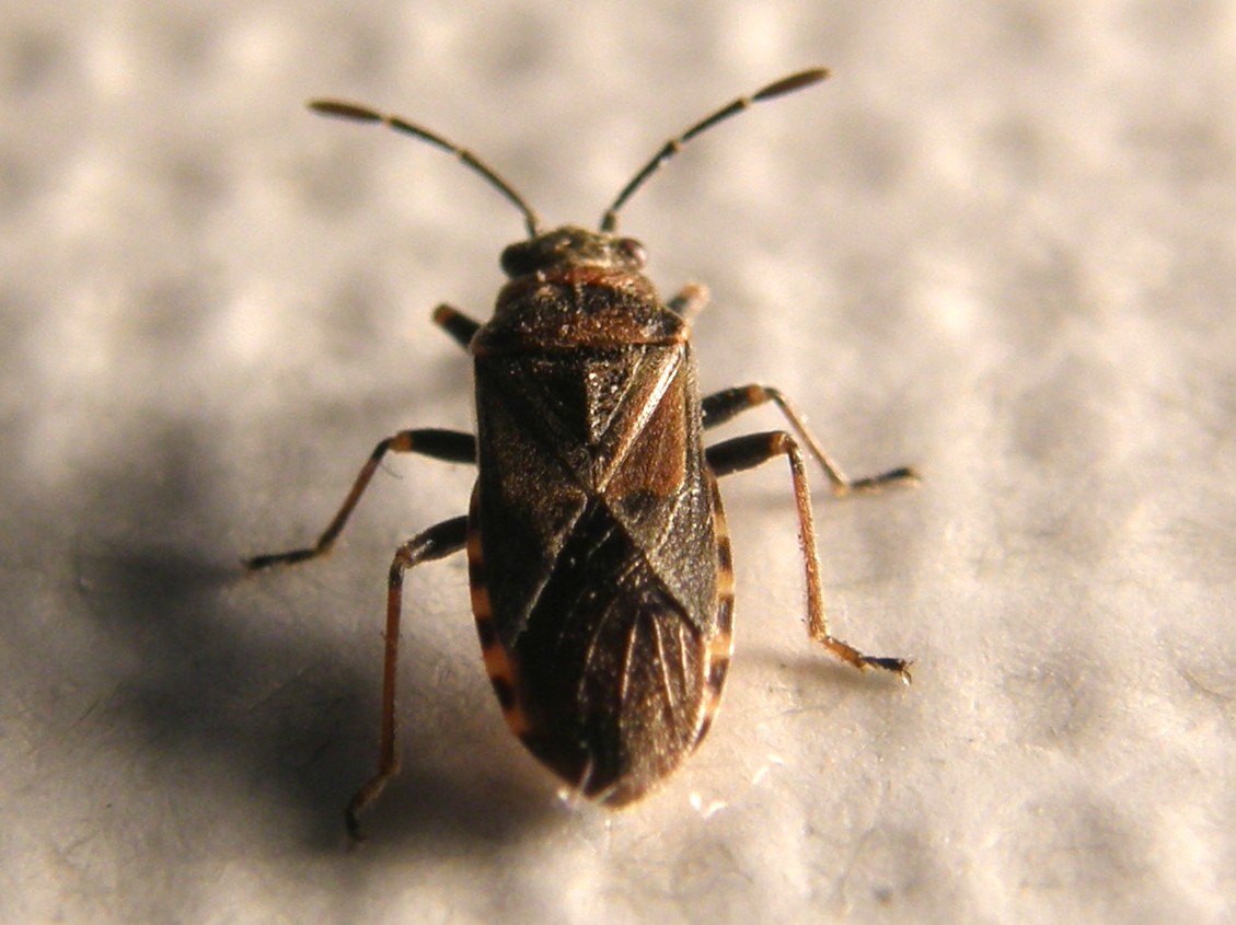 Arocatus melanocephalus