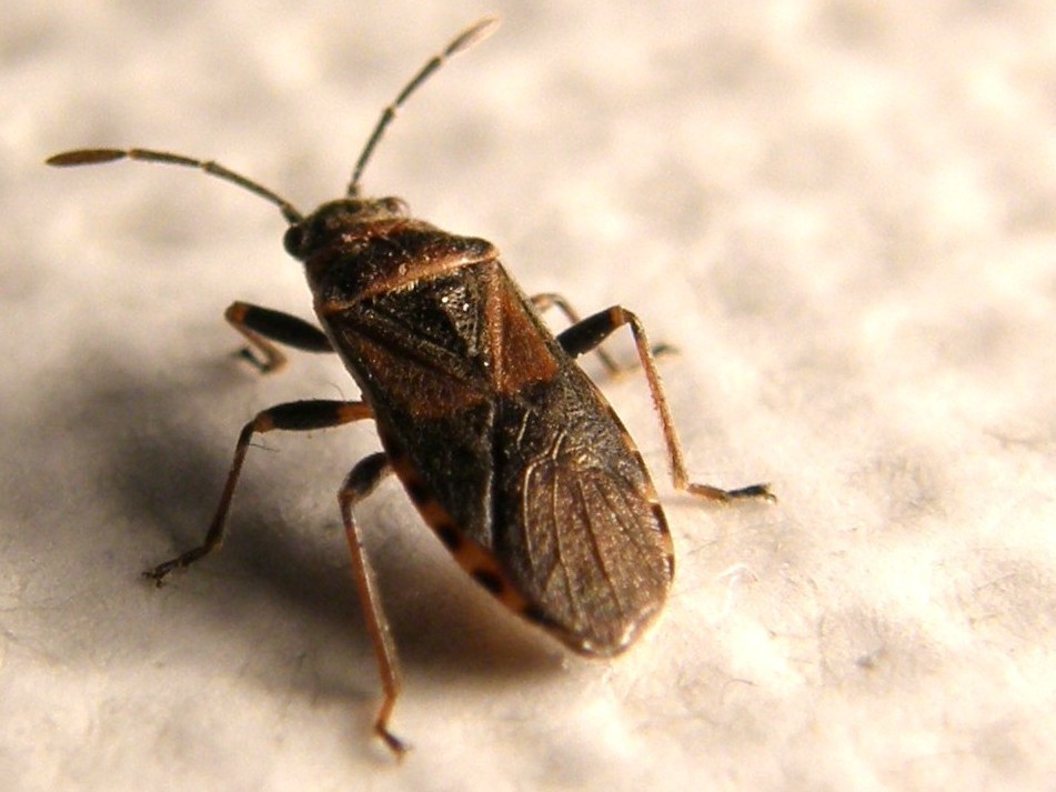 Arocatus melanocephalus