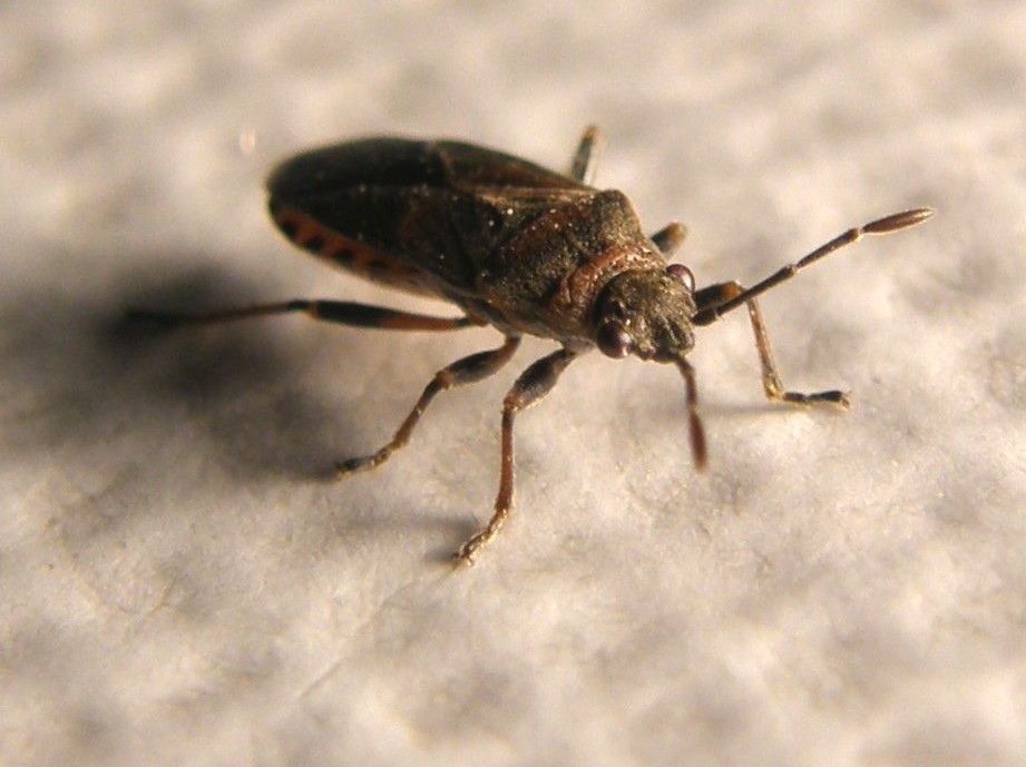 Arocatus melanocephalus