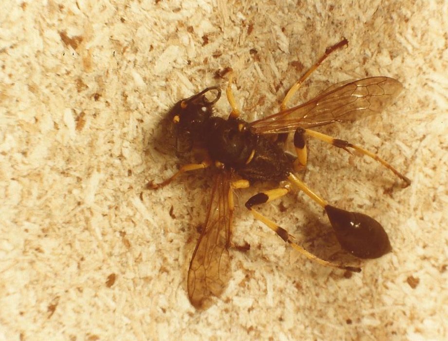 Sphecidae: Sceliphron caementarium