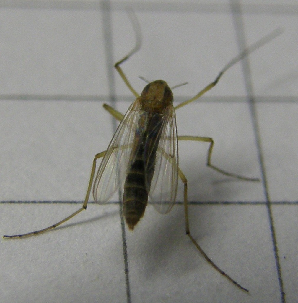 Zampe anteriori lunghissime: Chironomidae