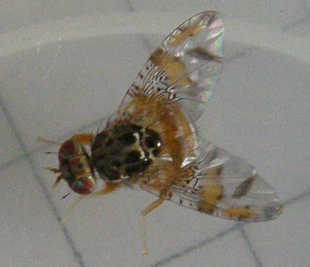 Ali variegate - Ceratitis capitata (Tephritidae)