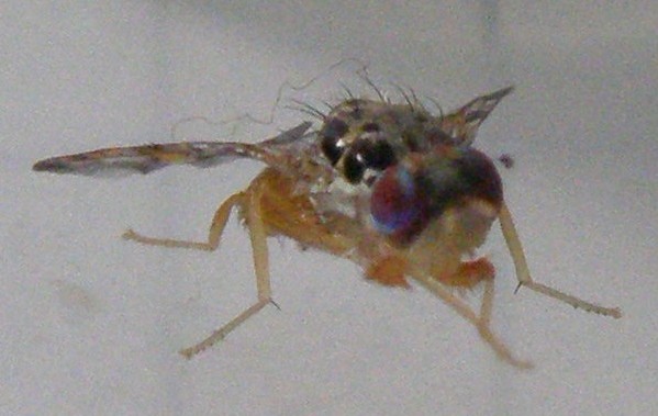 Ali variegate - Ceratitis capitata (Tephritidae)