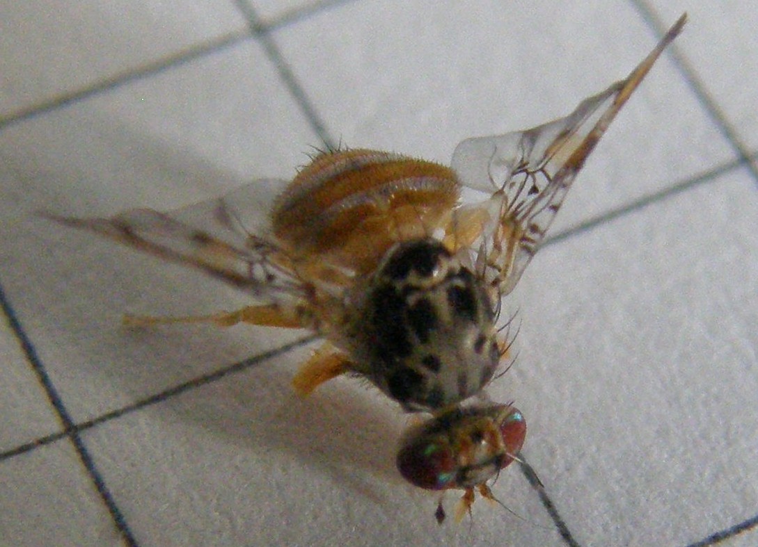 Ali variegate - Ceratitis capitata (Tephritidae)