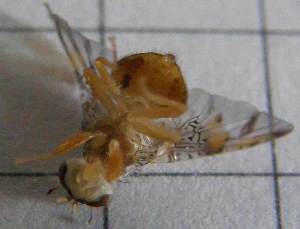 Ali variegate - Ceratitis capitata (Tephritidae)