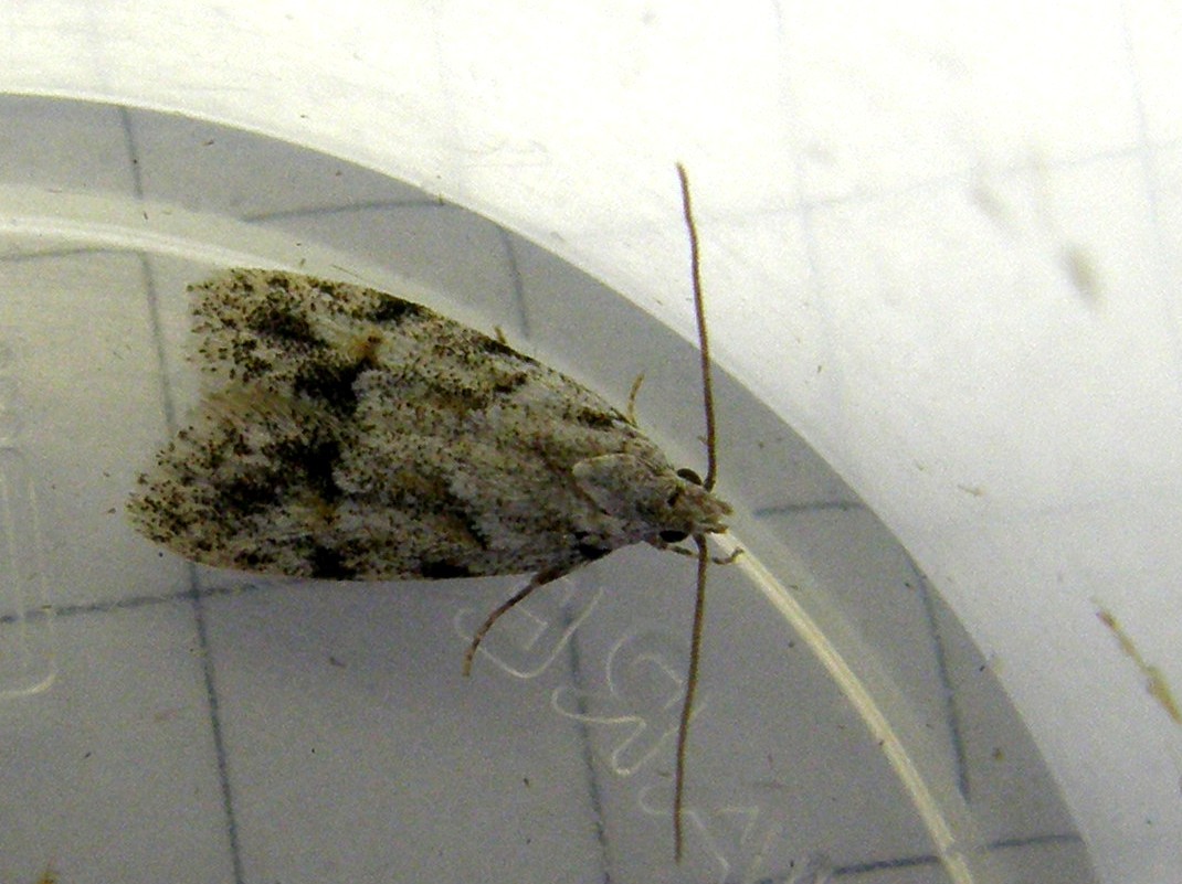 Piccola falena da identificare - cfr. Symmoca signatella