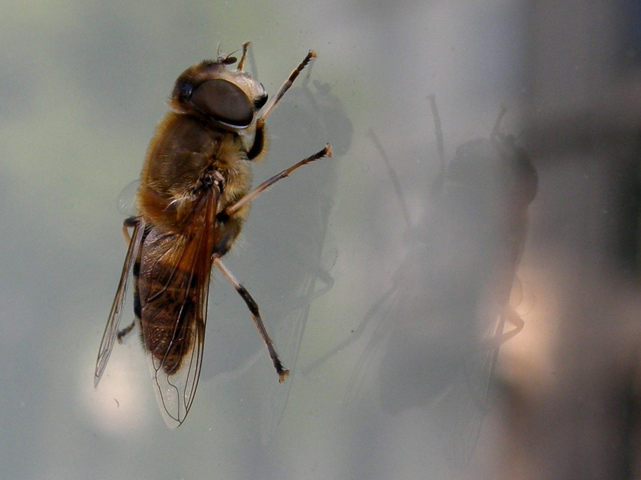 Eristalis tenax