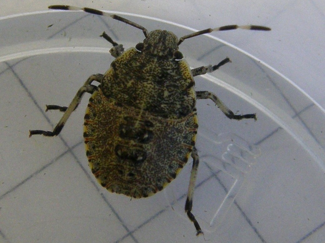 Pentatomidae: Rhaphigaster nebulusa juv. di Lombardia (MI)