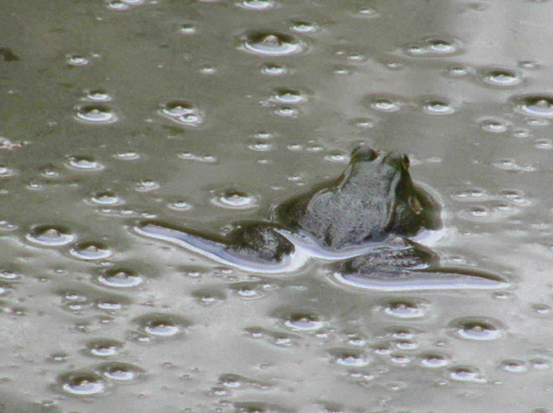 La solita rana verde? Pelophylax sp. (prov. Novara)