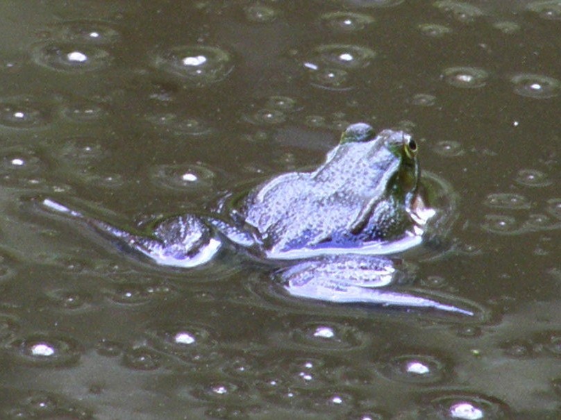 La solita rana verde? Pelophylax sp. (prov. Novara)