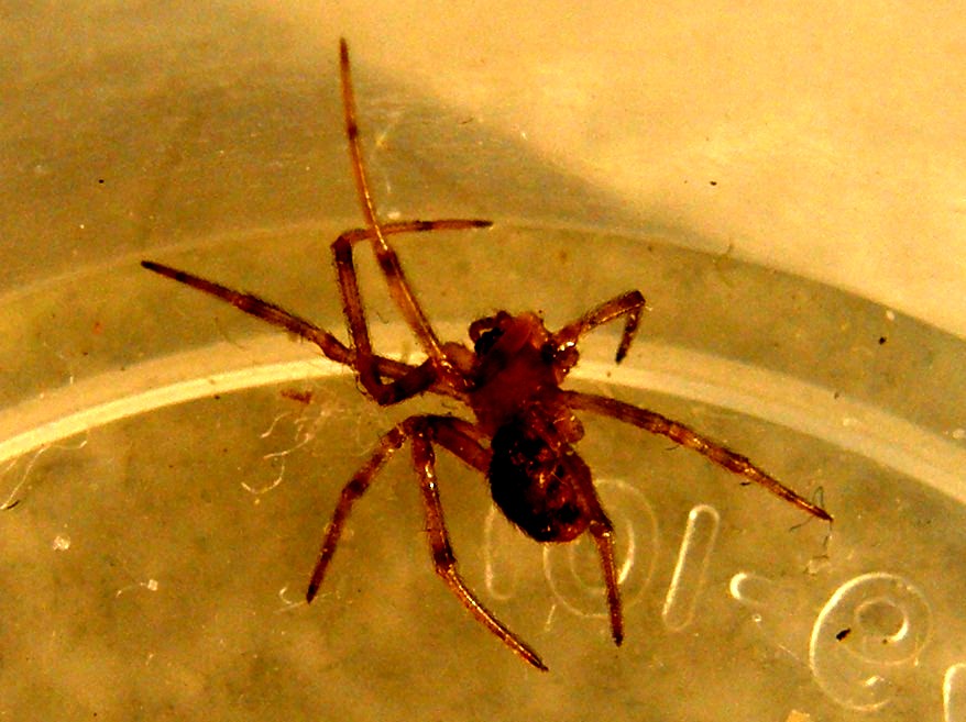 Steatoda triangulosa - Milano (MI)