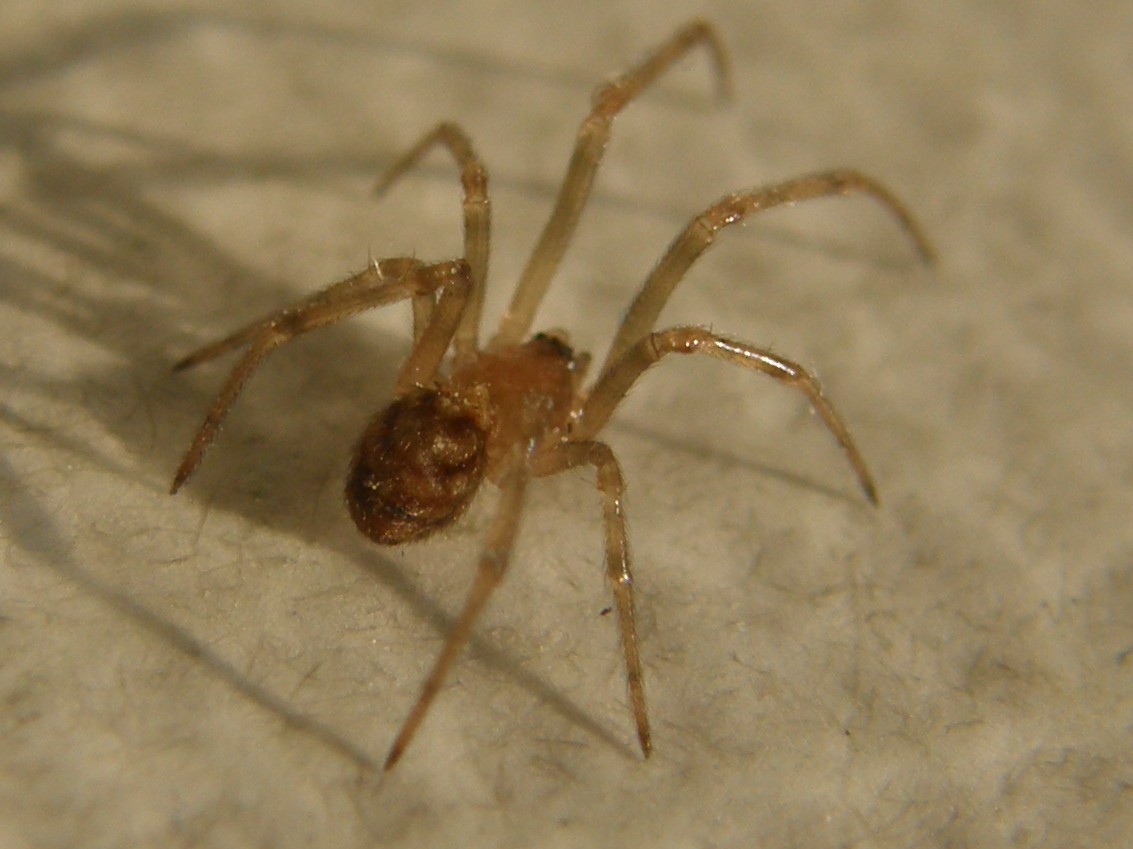 Steatoda triangulosa - Milano (MI)