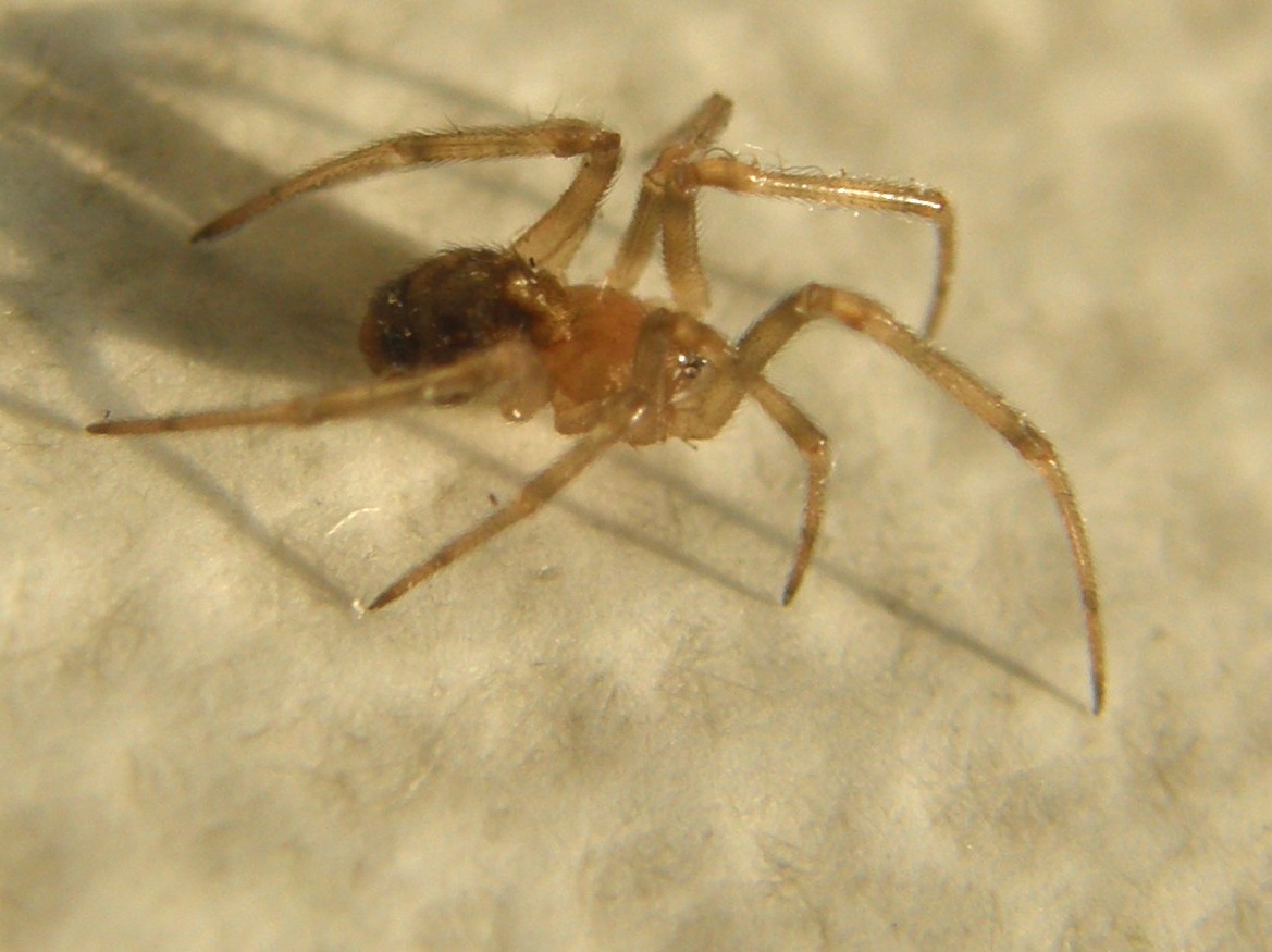 Steatoda triangulosa - Milano (MI)