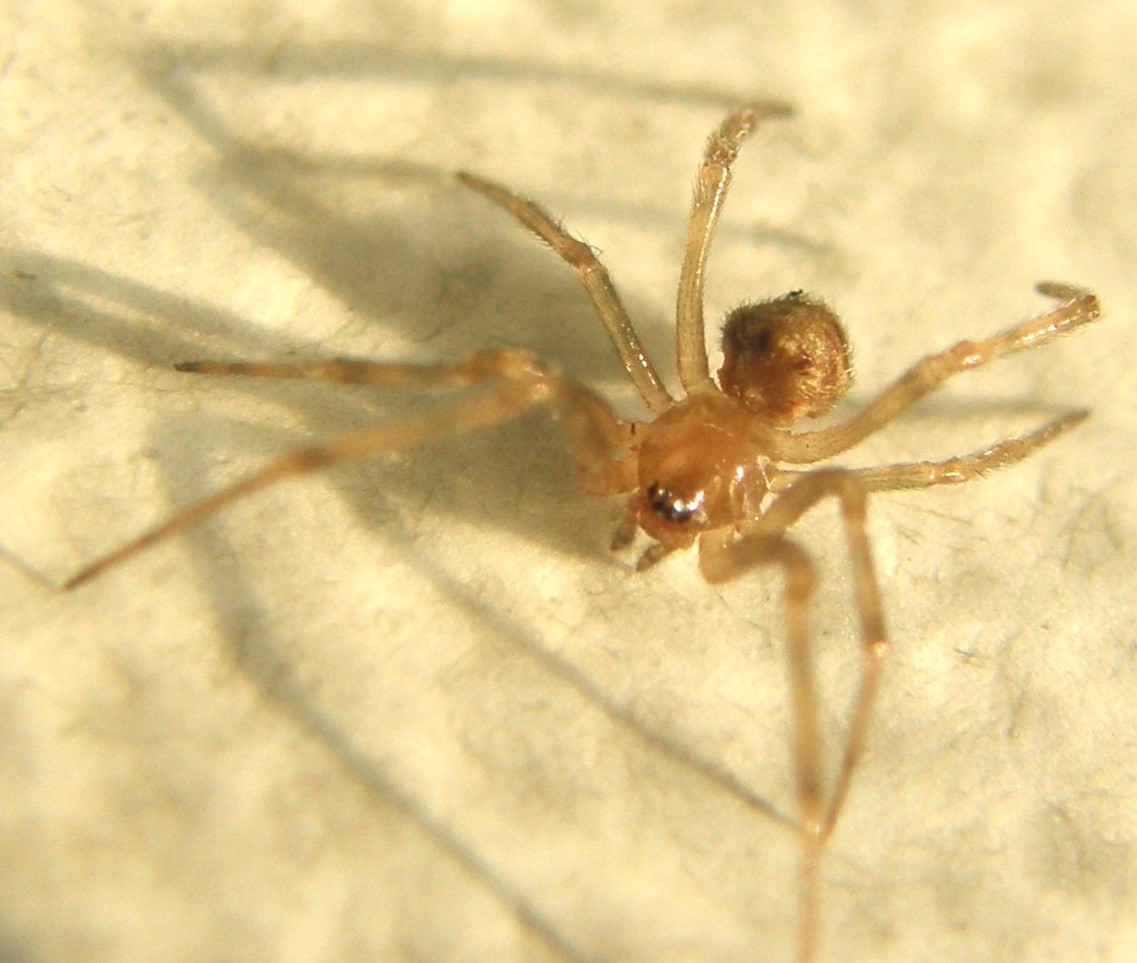 Steatoda triangulosa - Milano (MI)