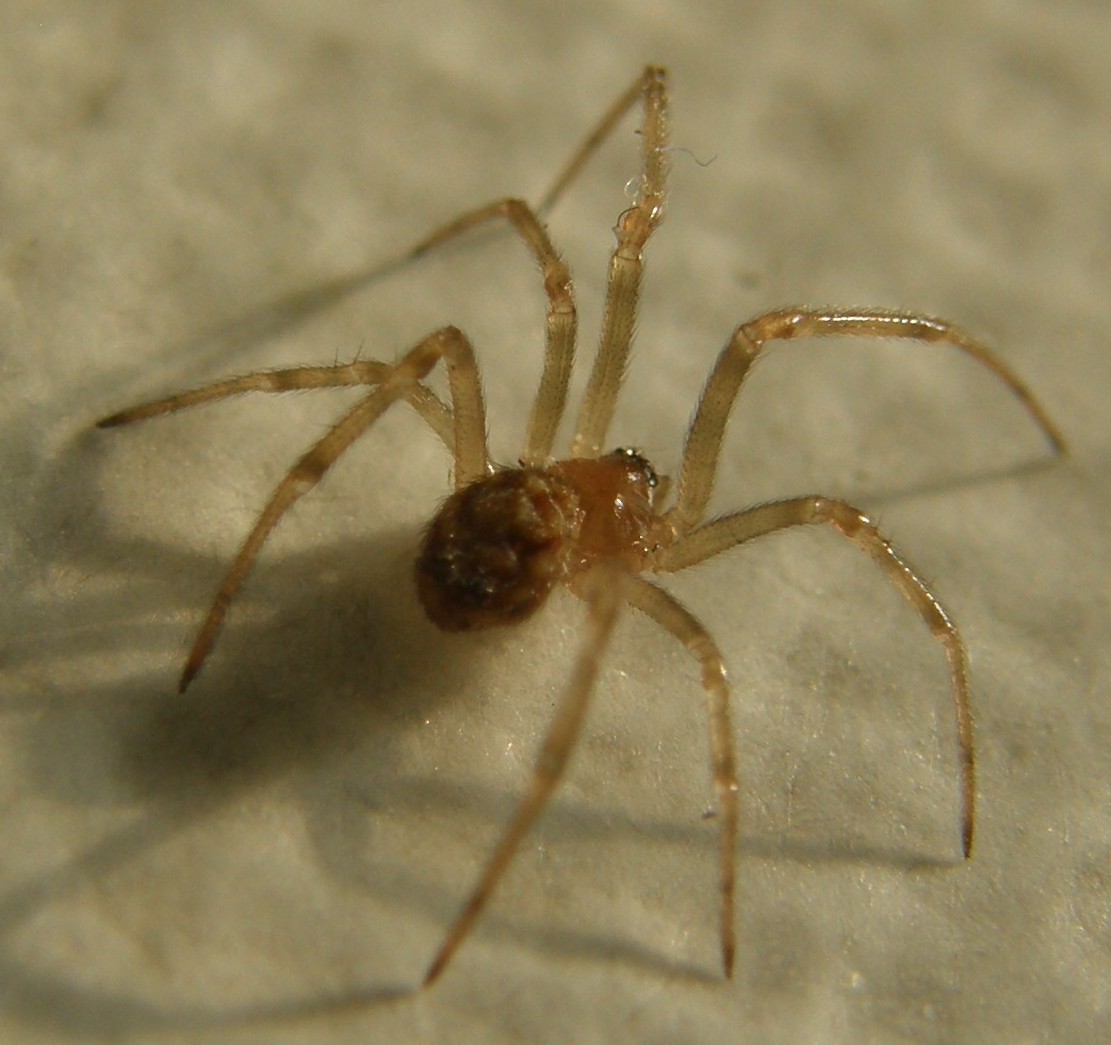 Steatoda triangulosa - Milano (MI)