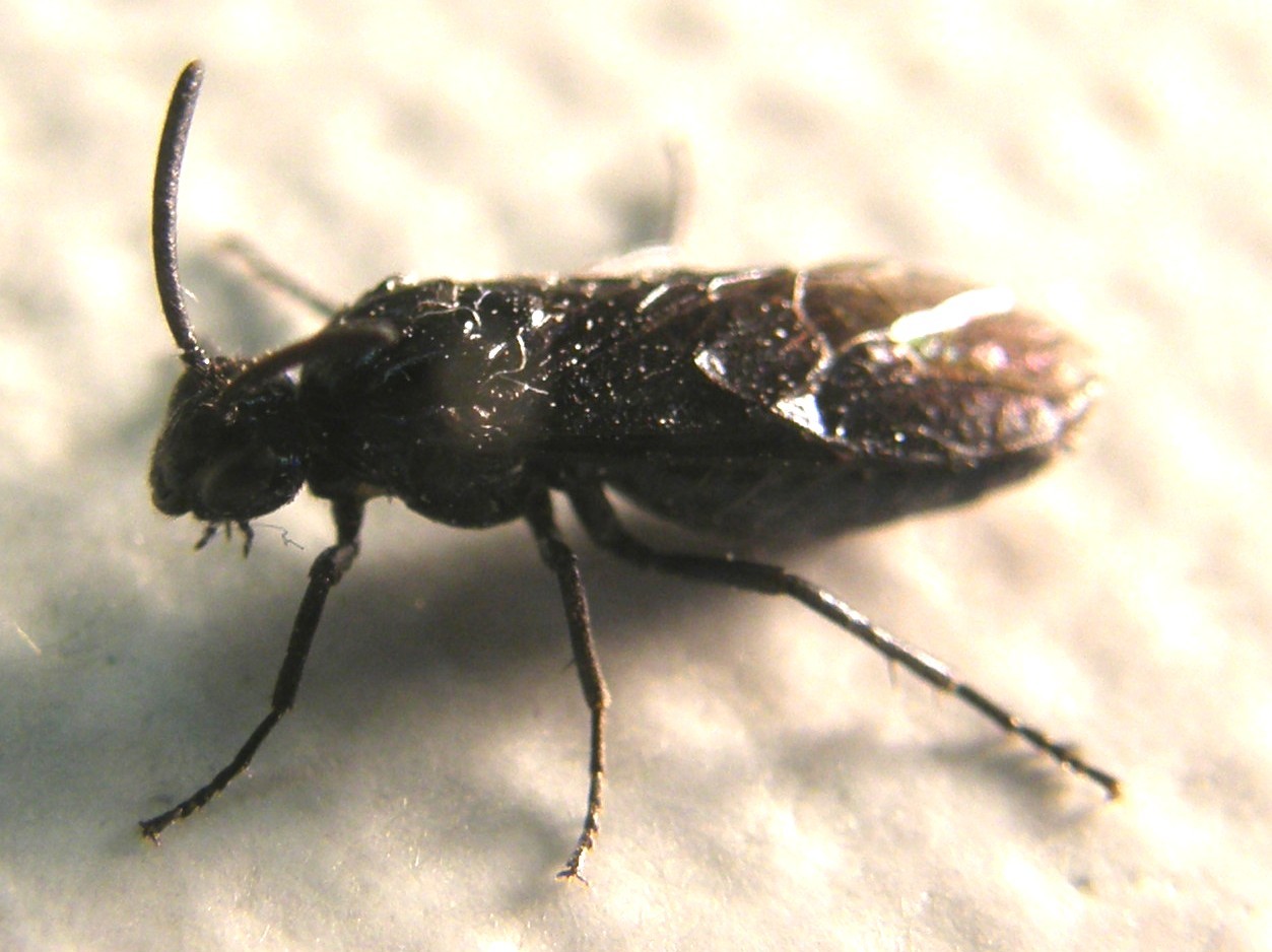 Arge berberidis (Argidae)