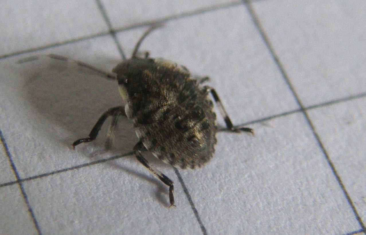 Pentatomidae: Rhaphigaster nebulusa juv. di Lombardia (MI)