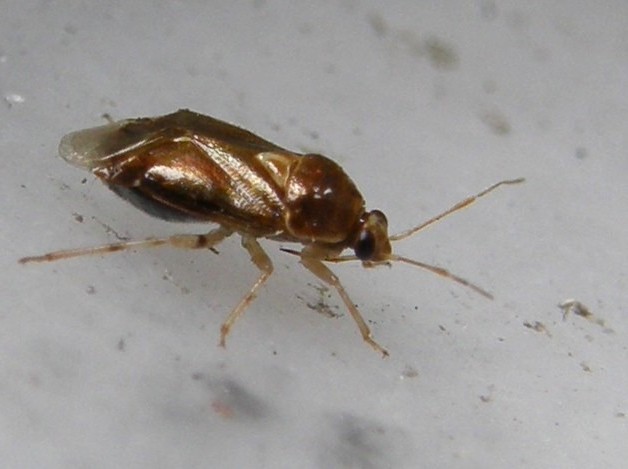 Miridae: Deraeocoris lutescens della Lombardia (MI)