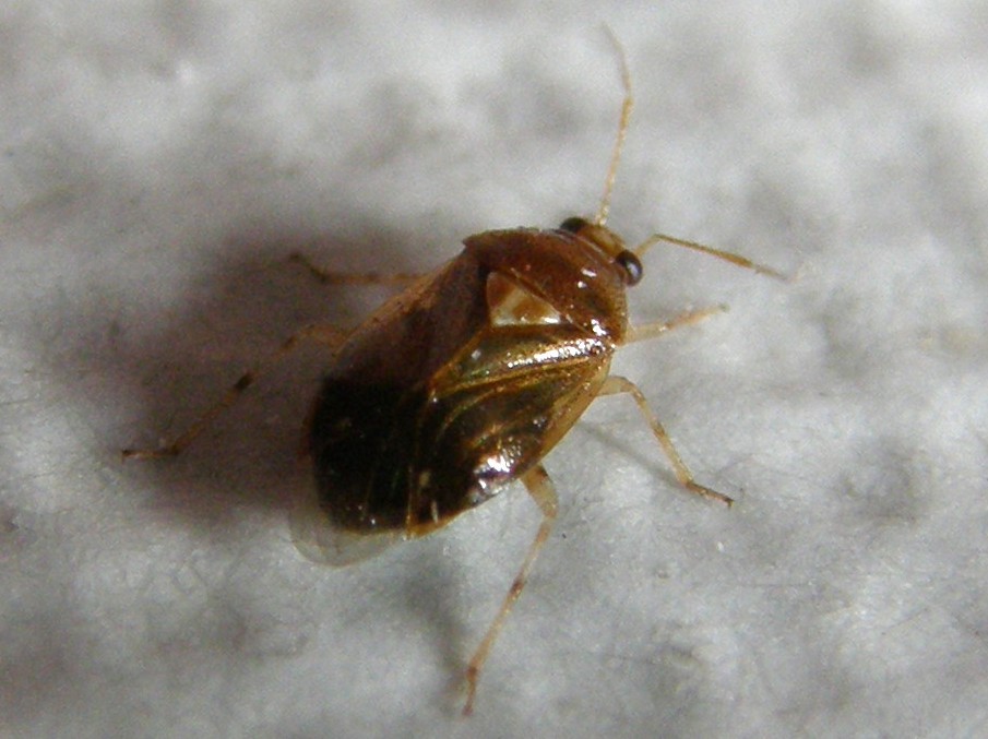 Miridae: Deraeocoris lutescens della Lombardia (MI)