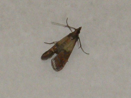 Plodia interpunctella, Pyralidae