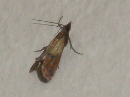 Plodia interpunctella, Pyralidae