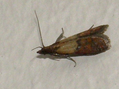 Plodia interpunctella, Pyralidae