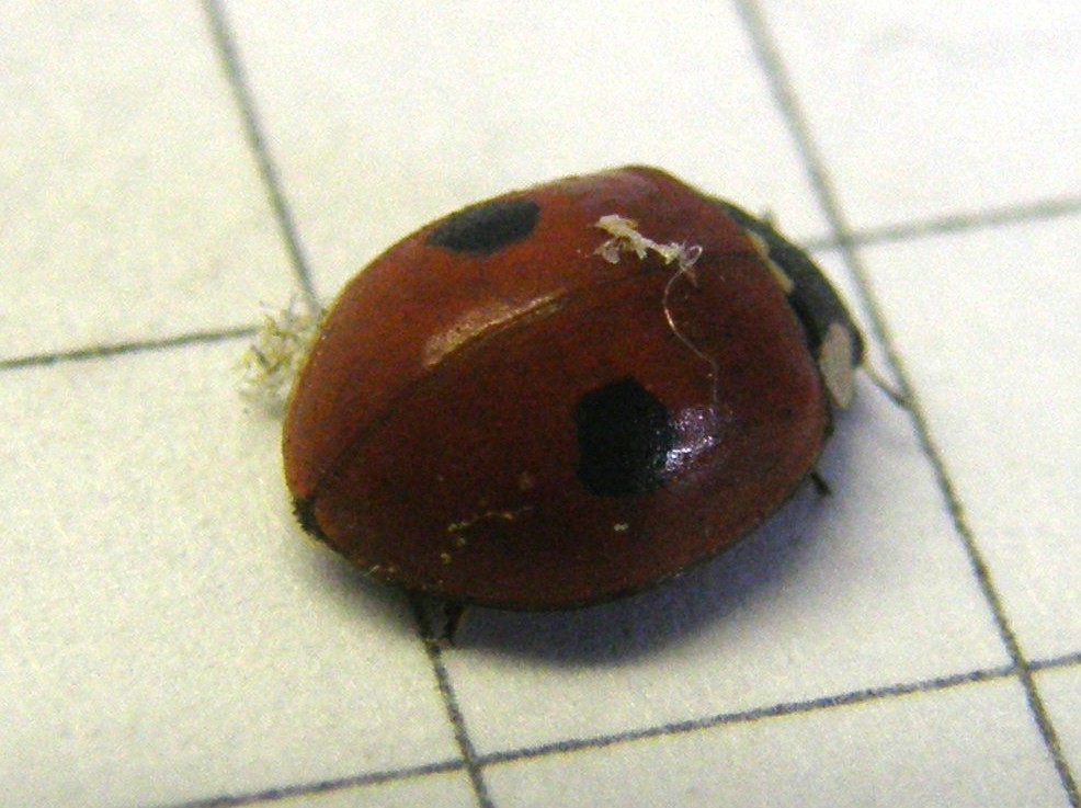 Adalia bipunctata