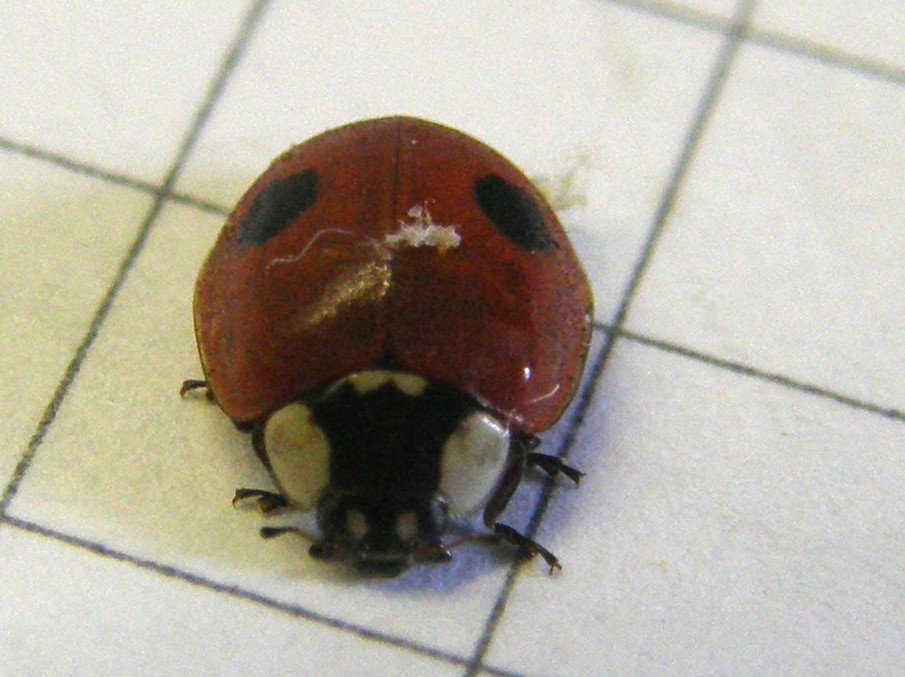 Adalia bipunctata