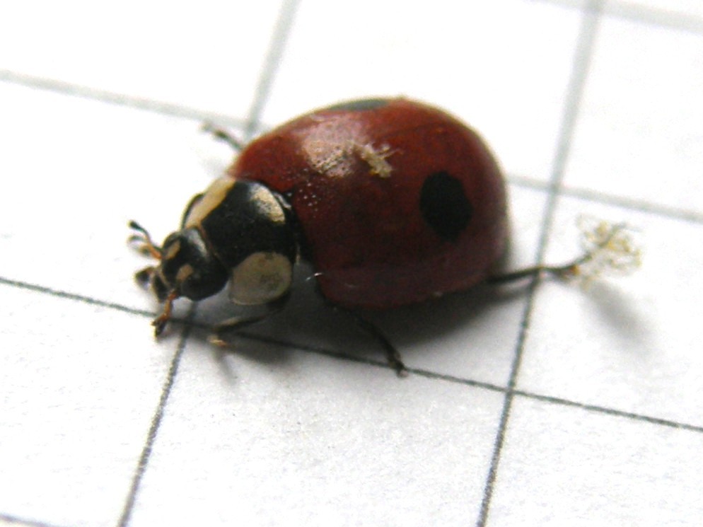 Adalia bipunctata