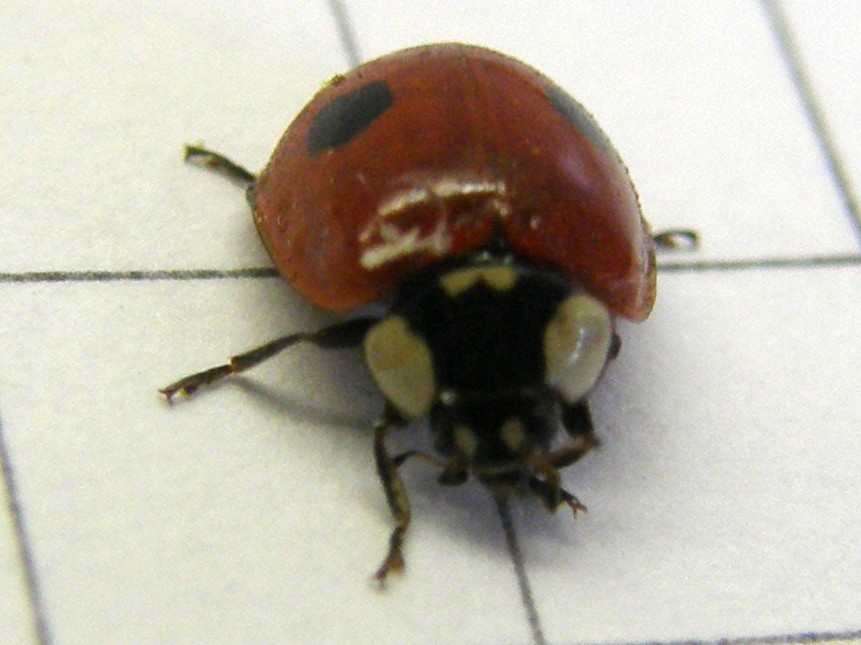 Adalia bipunctata