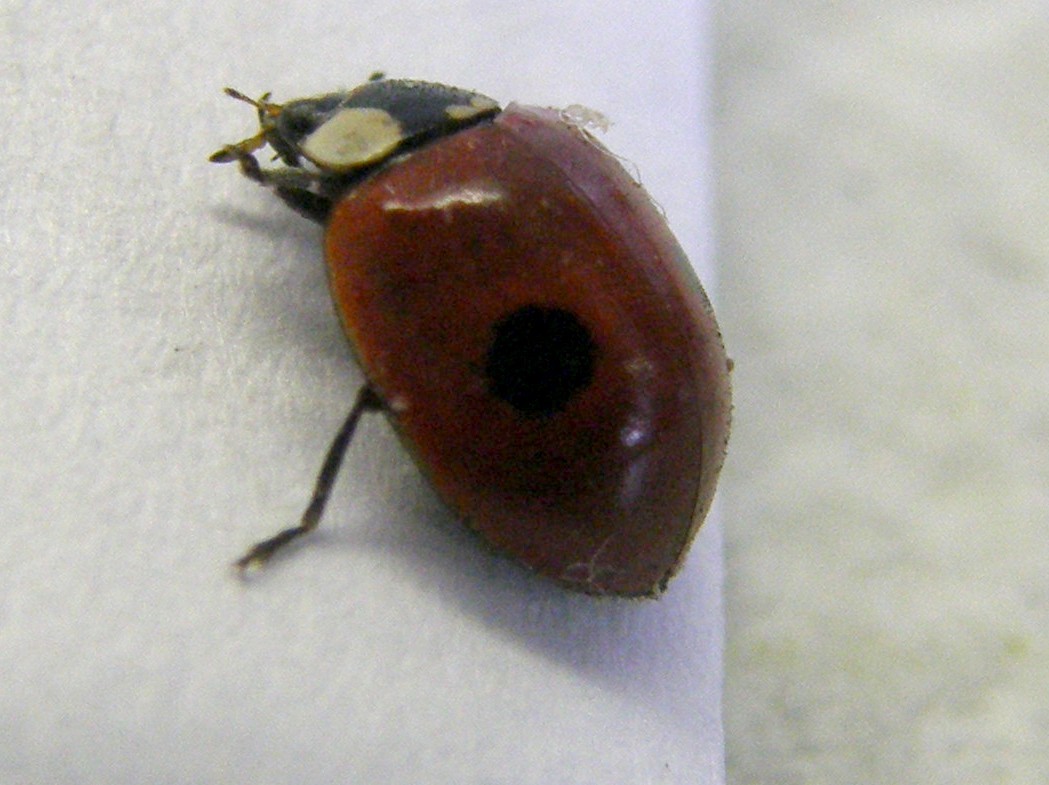 Adalia bipunctata