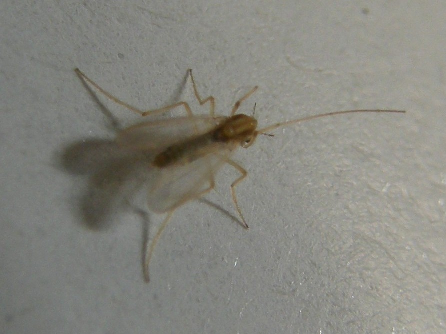 Chironomidae