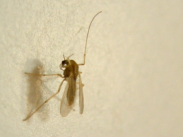 Chironomidae