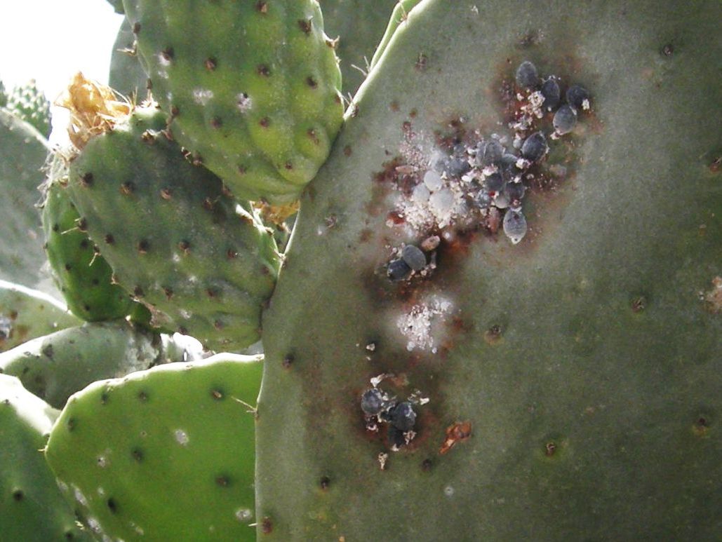 Saissetia coffeae + Dactylopius coccus,  cocciniglie