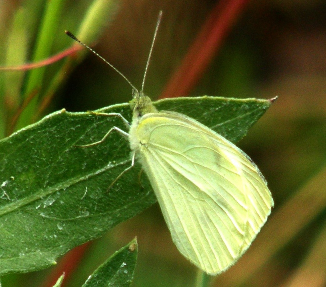 Pieris sp.