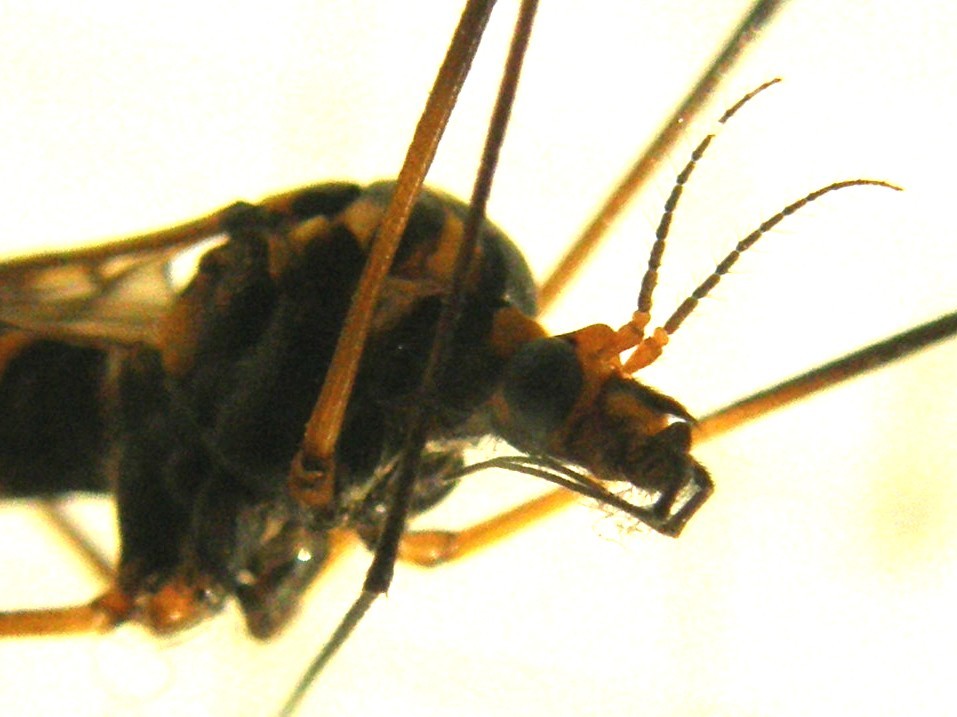 Nephrotoma sp. (Tipulidae)