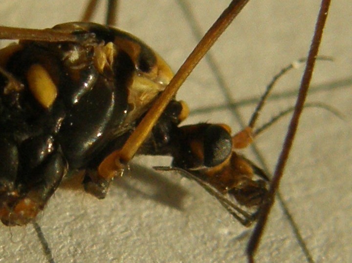 Nephrotoma sp. (Tipulidae)