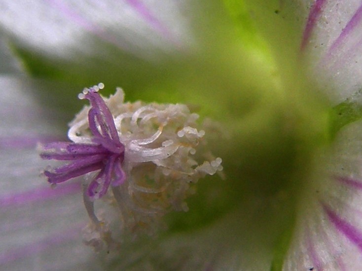 Malva neglecta