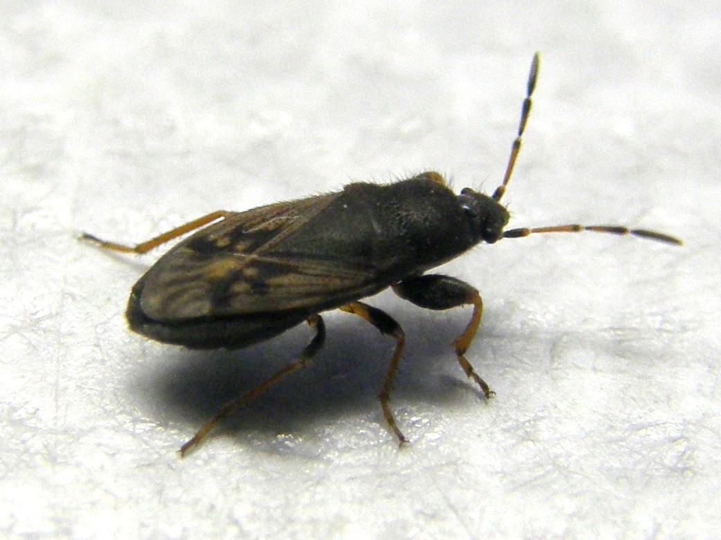 Lygaeidae...peloso: Megalonotus sabulicola della Lombardia