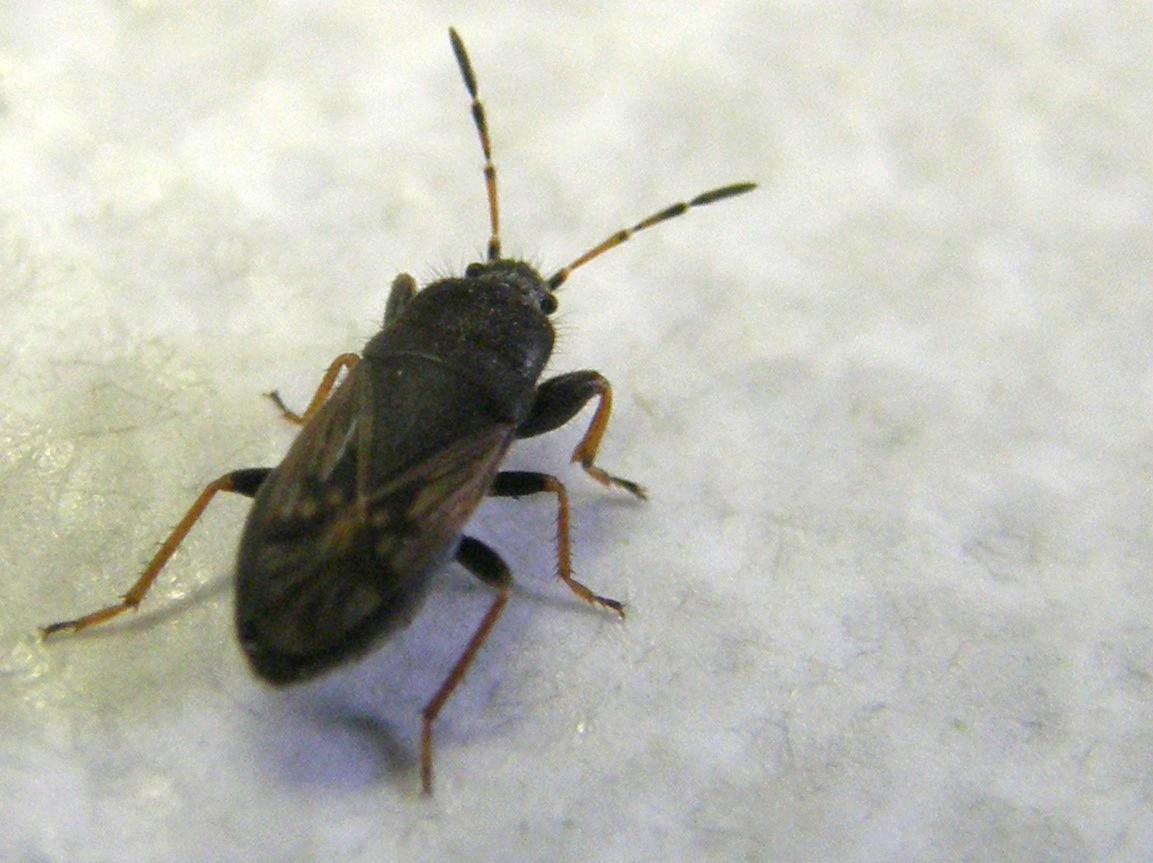 Lygaeidae...peloso: Megalonotus sabulicola della Lombardia