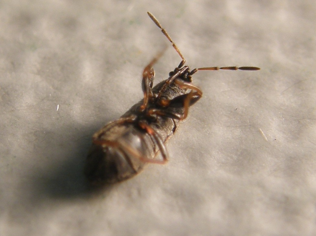 Lygaeidae...peloso: Megalonotus sabulicola della Lombardia