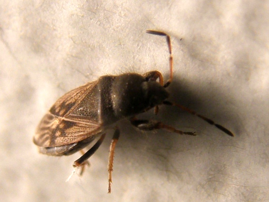 Lygaeidae...peloso: Megalonotus sabulicola della Lombardia