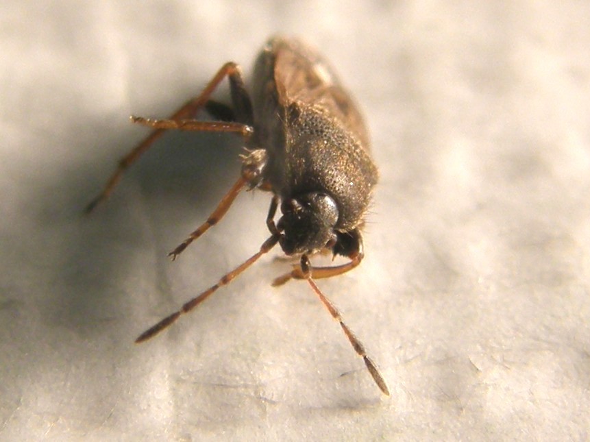 Lygaeidae...peloso: Megalonotus sabulicola della Lombardia